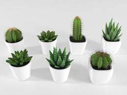 In most cases cactus will do well in pots as long as you remember three things. Saftiger Kaktus Im Topf 3d Modell Turbosquid 1405334
