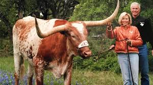 Descended from cattle that thrived in arid parts of southern iberia, these cattle have been bred for a high dr. How An Austin Area Family Became The Owners Of Ut Mascot Bevo Kvue Com