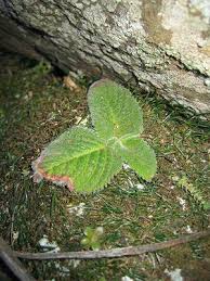 Image result for Litanthus pusillus