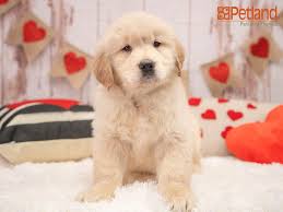 Hand raised, great with children (my grandkids ten and twelve). Petland Florida Has Golden Retriever Puppies For Sale Check Out All Our Available Puppies Goldenretriever Puppy Do Puppy Friends Puppies Retriever Puppy
