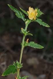 Image result for Malvastrum coromandelianum