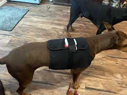 Monitorowanie serca dobermanów za pomocą Holtera w celu wykrycia objawów DCM