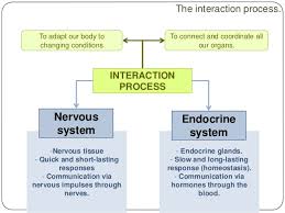 Nervous And Endocrine Systems