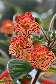 Image result for Kohleria