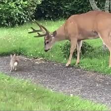 A Deer A Bunny Kiss Pets Cute Funny Animals Funny Animal Videos