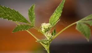 Spray down as much of the plant as possible. Cannabis Growing How To Get Rid Of Spider Mites During Flowering Urbanorganicyield Com