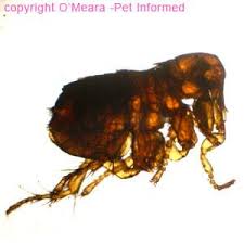 The Flea Lifecycle Simplified