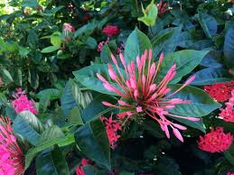 Hours may change under current circumstances Tropical Flowers Picture Of 1800 Atlantic Suites Key West Tripadvisor