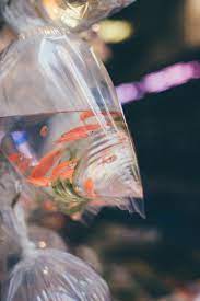 Stop your search for tropical fish near me. How To Acclimate New Aquarium Fish To Your Home Aquarium