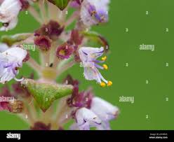 Image result for Platostoma sp. no. 2