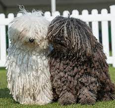 The mop dog, the hungarian puli puli, the strongest watching fog ever, is more and more popular this cute 'mop dog' is considered to be a real hungaricum. Hungarian Puli Breeds A To Z The Kennel Club