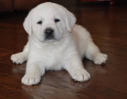 Adorable labrador puppy hera meets her forever family! White English Labradors Purebred By Professional Breeders