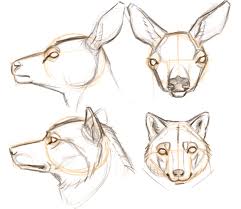Drawing Mammal Heads Predator Vs Prey John Muir Laws Drawings Mammals Animal Drawings