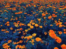 We did not find results for: Blue And Orange Flowers Blue Orange Aesthetics Facebook