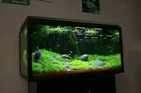 Pin On Aquascape