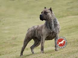 Puppies for sale near me, puppies for sale near you, puppies for sale near. Is The Presa Canario A Good Family Dog La Nobleza Kennel