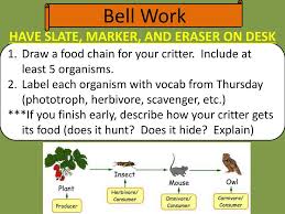 Students draw arrows to show the flow of energy in a food chain and label each link in the chain as sun, producer, consumer, and decomposer. this download inclu Ppt Draw A Food Chain For Your Critter Include At Least 5 Organisms Powerpoint Presentation Id 2421415