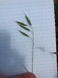 Image result for Bromus leptoclados