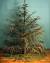 Sad Dead Christmas Tree