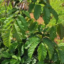 Image result for Markhamia lutea