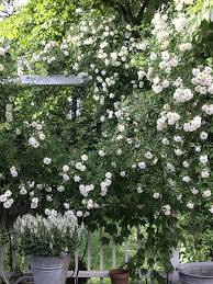 Lykkefund Im Cottage Garden Cottage Garten Garten Weissen Garten