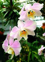 Phalaenopsis Sanderiana In Our Orchid Garden Orchideengarten Karge In Dahlenburg Germany Www Orchideengarten De Orchideen Garten Orchideen Seltene Orchideen