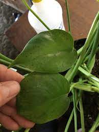 Check spelling or type a new query. Why Do My Monstera Deliciosa Leaves Have Brown Spots Plantclinic