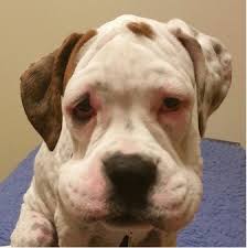 How To Prevent And Treat Bee Stings On Dogs