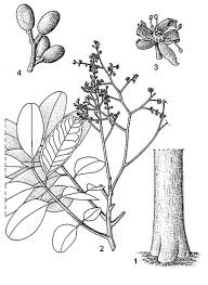 Image result for Quassia undulata