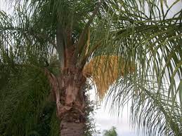Private wells are not subject to different federal regulations and are generally regulated on a. Seed Pods On A Queen Palm