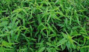 This entry was posted in daun belalai gajah , ebook , herba untuk kanser , info produk and tagged daun belalai gajah , dbg , kapsul daun belalai gajah , sabah snake grass , ssg on august. Promo Daun Belalai Gajah Segar Si Pembunuh Kanker Lazada Indonesia