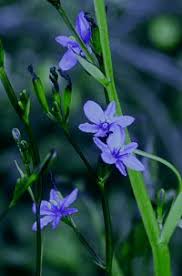 Image result for Aristea ecklonii
