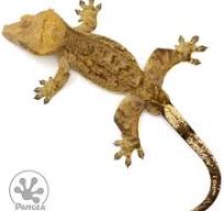 Male Tiger Crested Gecko | Pangea Reptile | Cr-2440 - Pangea ...