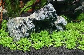 Image result for Pogonospermum subsessile