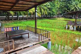 We assume you are converting between square foot and tatami. Laman Padi Langkawi Malaysia