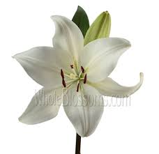 They make beautiful sympathy plants for those going through a difficult time, as well. White Lily Asiatic Lily Lily Lily Flower Flowers Near Me Bulk Flowers