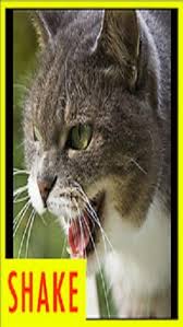 Salla Kizgin Kedi Sesi Indir Android Android Icin Eglence Uygulamasi Indir Com