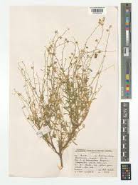 Image result for Hermannia kirkii