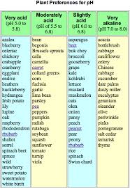 Using Scobys To Balance Garden Ph Compost Companions Grow