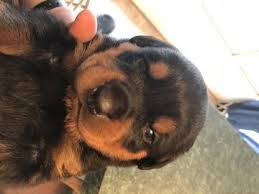 The search tool above returns a list of breeders located nearest to the zip or postal code you enter. Rottweiler Puppy For Sale In Cumberland Va Adn 70990 On Puppyfinder Com Gender Male Age 4 Weeks Old Rottweiler Puppies For Sale Rottweiler Puppies Puppies