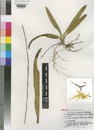 Image result for Aeranthes parkesii