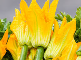 We did not find results for: What You Need To Know About Squash Blossoms The Flower We Love To Fry Kitchn
