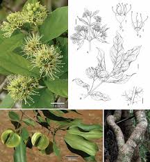 Image result for Combretum sp. A