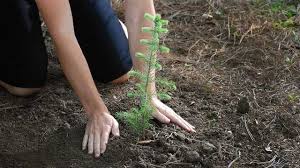 For your park strip, front or backyard. Take Action You Can Make A Difference In The World By Planting And Caring For Trees