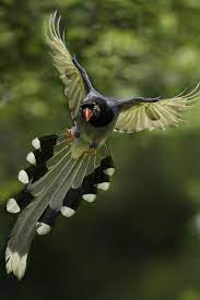 flying beautiful birds birds bird
