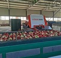 Citrus Weight Sorting Hopper Grading Machine Production Line by Weight Cup  Lemon Grading Machine