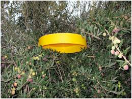 Trappola per vespe e mosche fai da te. La Mass Trap Non Ha Funzionato Nel Controllo Della Mosca Delle Olive Perche