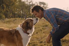 In a dog's journey, he is given a mission by ethan to protect his granddaughter, a mission that bailey carries out effectively, along his journey ultimately shared with ethan to continuing the story of the dog bailey from a dog's purpose, a dog's journey again follows him through multiple lifetimes. Movie Review A Dog S Journey Still Tugs At Heartstrings Abs Cbn News
