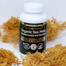 Organic Sea Moss W Bladderwrack And Burdock Pills Sea Moss Capsules Organics Nature