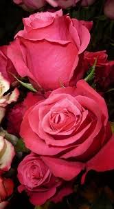 Pin By Affections Flower Shop On Summer Beautiful Roses Amazing Flowers Beautiful Flowers